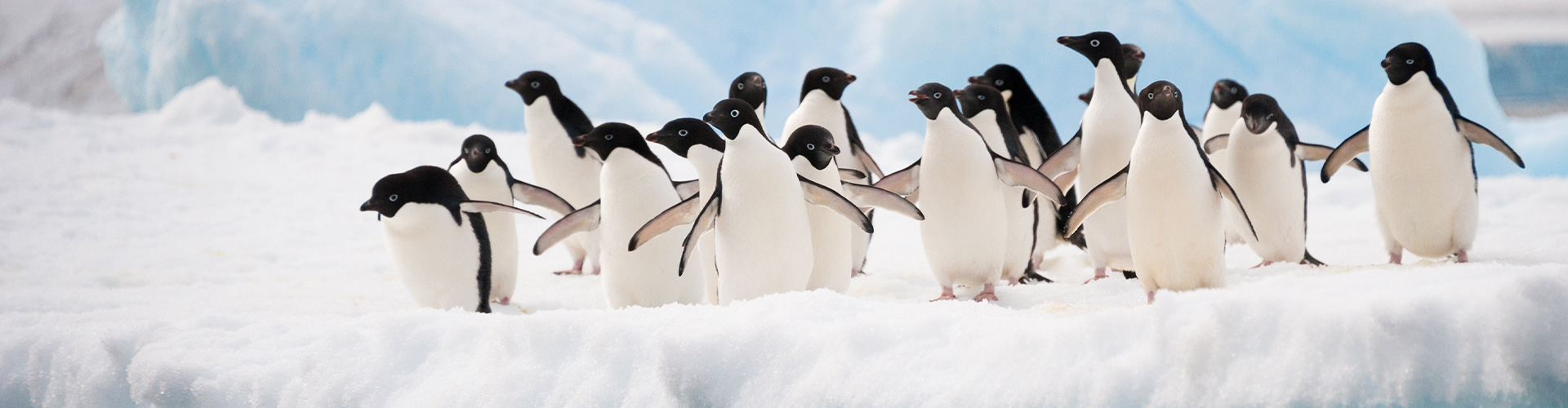 Diverse Pinguine auf einer Eisscholle